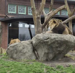 lions lounging on a rock at the lincoln park zoo